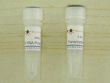 SP6 RNA Polymerase